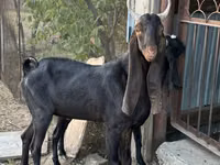 Ешкі, Kamori goats — 1-сурет