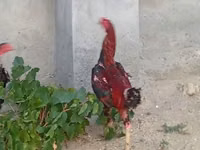 Chickens — 5-rasm