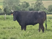 Vaca, Wagyu — foto 5