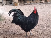 Australorp — Foto 2