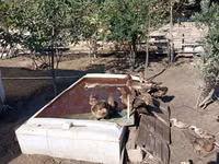 Ducks — foto 3