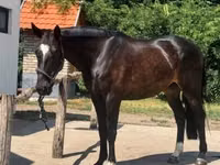 Caballo, Belgian warmblood horse — foto 7