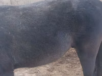 Cavalos (lote, sexo não especificado), Cavalos — foto 3