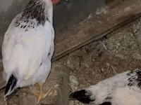 Chickens — foto 3