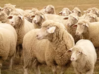 ცხვარი, Bessarabian sheep — ფოტო 4