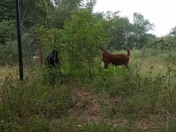 თხა, Nubian Goat