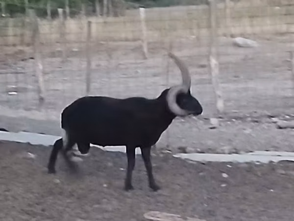 ஆண் ஆடு, Shetland sheep