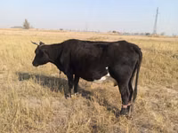 Vache, Bovins — photo 2