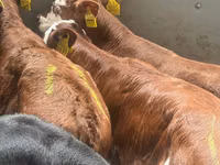 İribuynuzlu mal-qara (partiya, cinsi göstərilməyib), Simmental cattle — foto 2