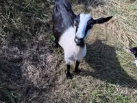 Cabra, LaMancha goats — foto 4