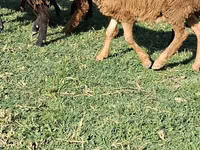 Bélier, Moutons — photo 5