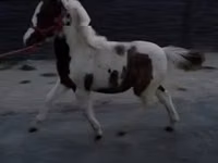 雌馬, 馬 — 写真 4