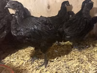 Australian Pit Game fowl — Foto 2