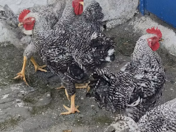 Chickens