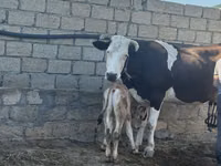 ძროხა, Simmental cattle — ფოტო 3