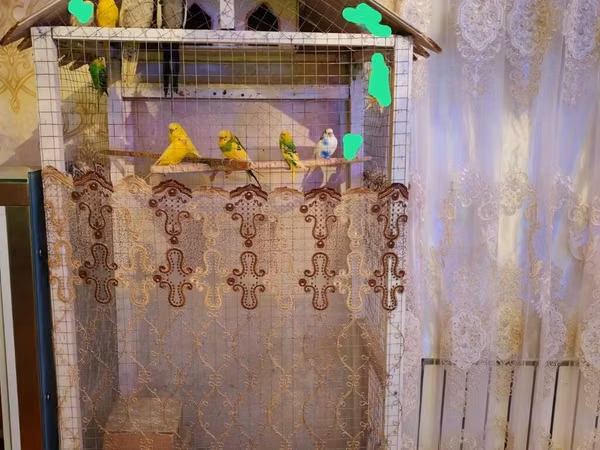 Salam 8 çex 2 keşa hazir papuqaylardi - Volyer tipi: Taxta karkaslı