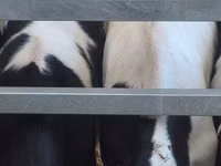 Buqa, Russian Black pied cattle — 3-rasm