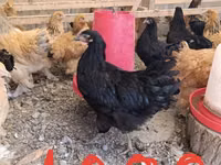 Brahma — foto 4