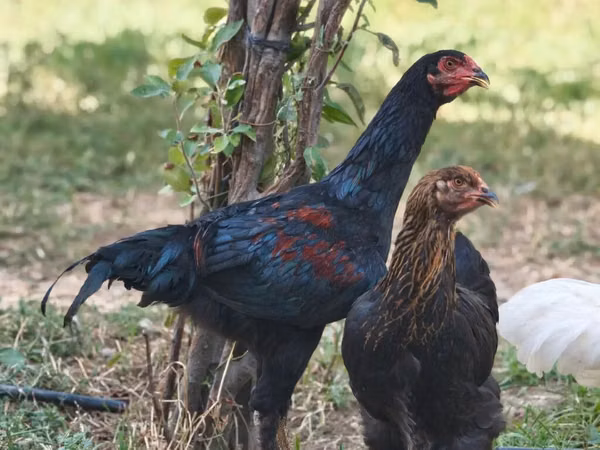பிரஹ்மா — அசர்பைஜான்
