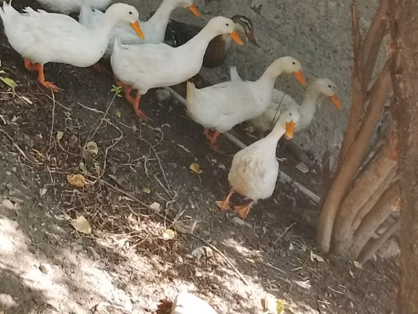 Ducks — Ozarbayjon