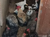 Chickens — foto 4