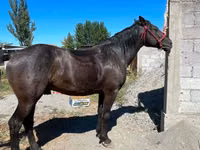 Cheval, Karabair horse — photo 2