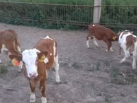 Býk, Simmental cattle — foto 2