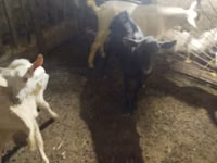 Ziegenbock, Ziegen — Foto 2