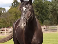 Cavalo, Percheron — foto 3