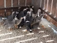 Guinea fowl — zdjęcie 2