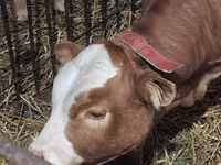 Bull, Simmental cattle — photo 1