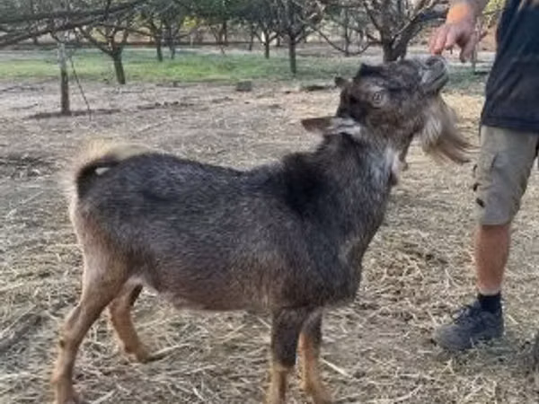Cabro, Cabras
