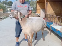 نعجة, Arashan sheep — الصورة 2