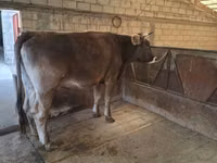 Krowa, Swiss cattle — zdjęcie 8