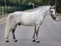 Cheval, Falabella — photo 3
