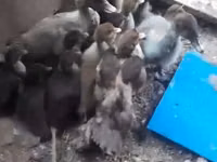 Ducks — foto 1