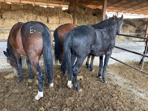 घोड़ा, Horse breed