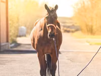 Égua, Thoroughbred horse — foto 2