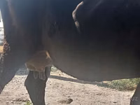 Vaca, Ganado vacuno — foto 3