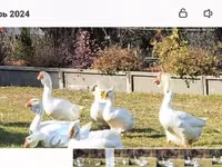 Geese — foto 3