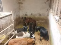 Owca, Cameroon sheep — zdjęcie 5
