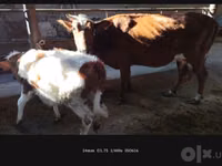 பசு, Simmental cattle — புகைப்படம் 3