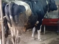 牛（ロット、性別未指定）, Russian Black pied cattle — 写真 3