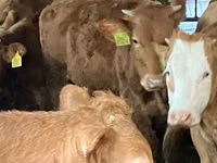 Vache, Hereford — photo 4