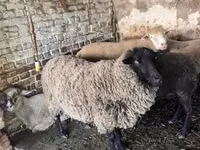 ஆண் ஆடு, White Suffolk sheep — புகைப்படம் 1