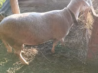 Baran, Lacaune sheep — zdjęcie 5