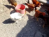Chickens — zdjęcie 5
