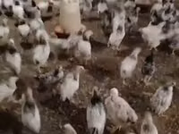 Chickens — foto 6