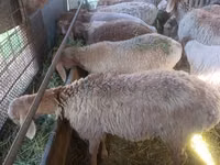 نعجة, Arashan sheep — الصورة 2