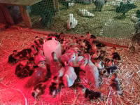 Ducks — foto 5